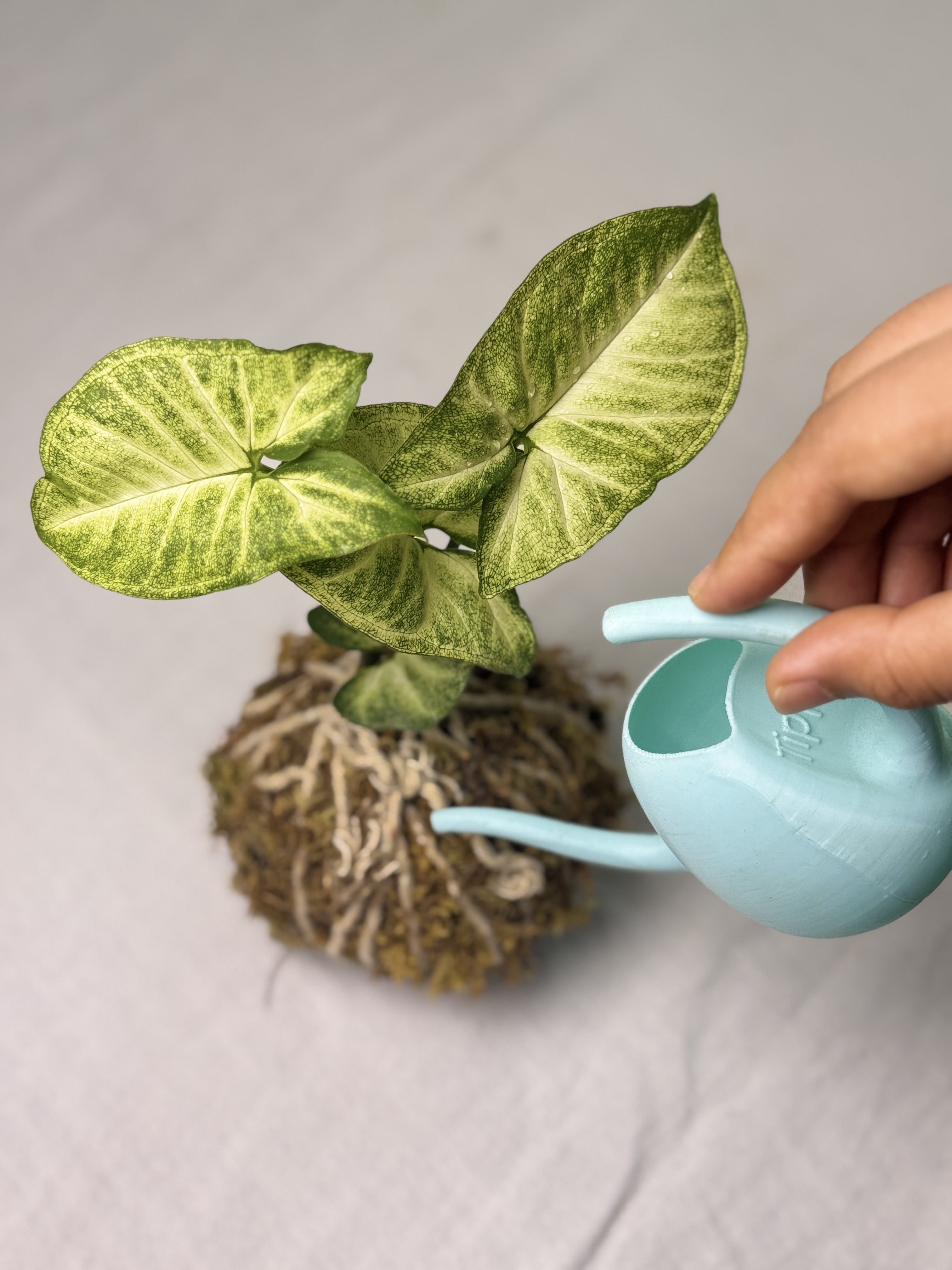 Tippy and kokedama — Mulin Venture products